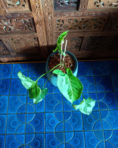 Syngonium 3 Kings