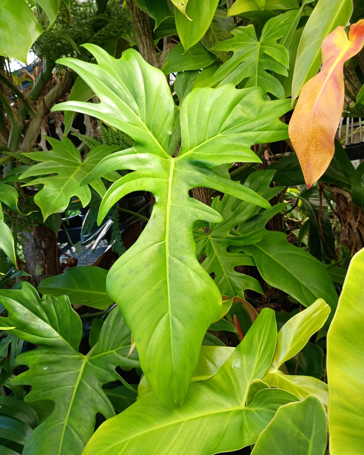 Philodendron Golden Dragon 130