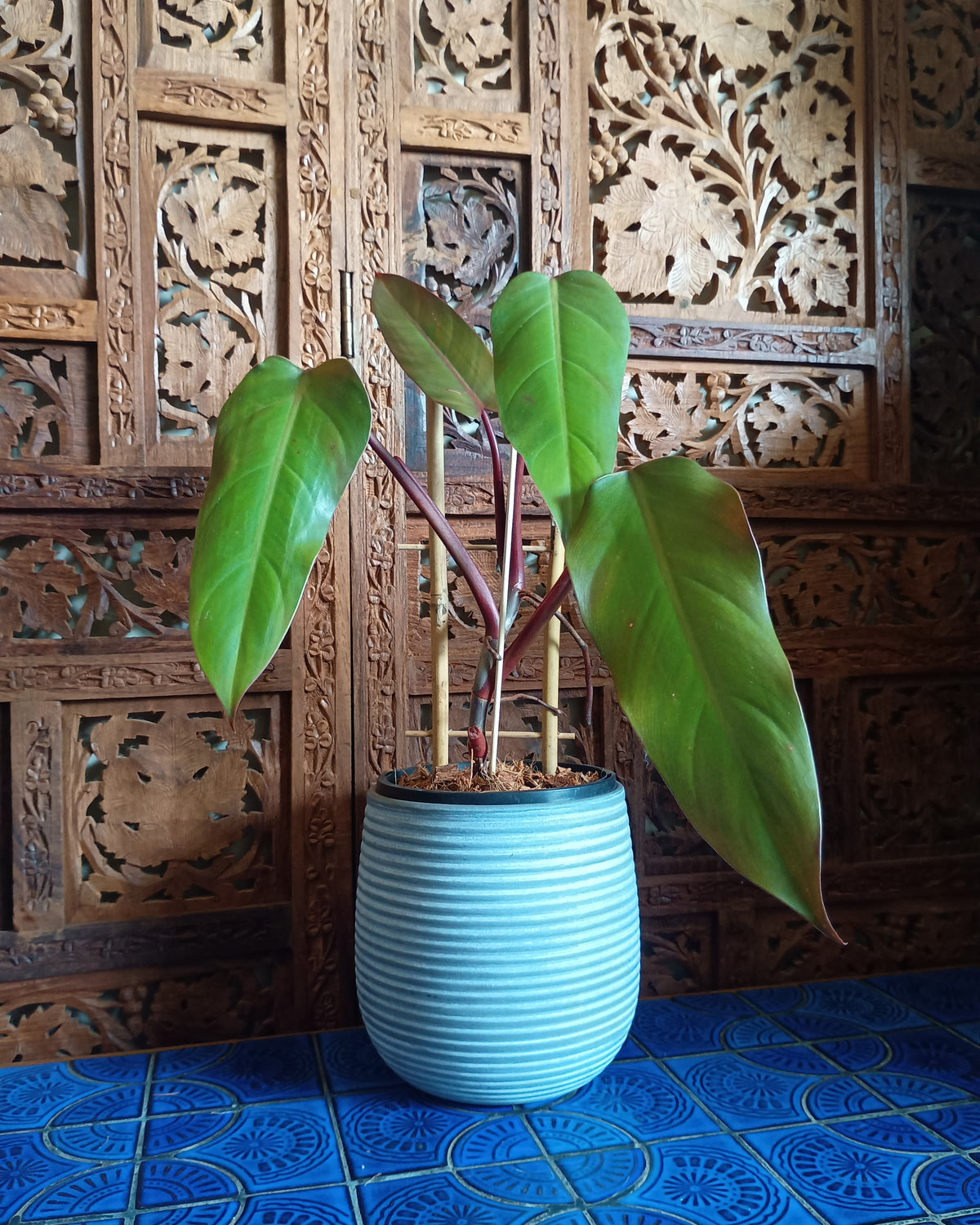 Philodendron Anderson's Red