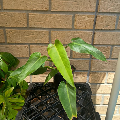 Philodendron Tuxtlanum