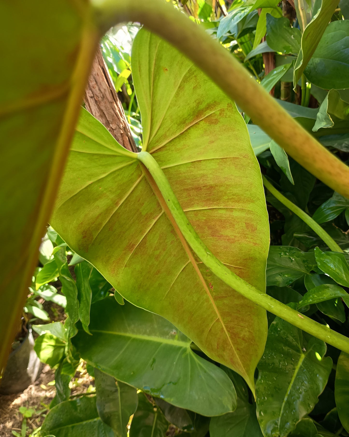 Philodendron Tuxtlanum 130single