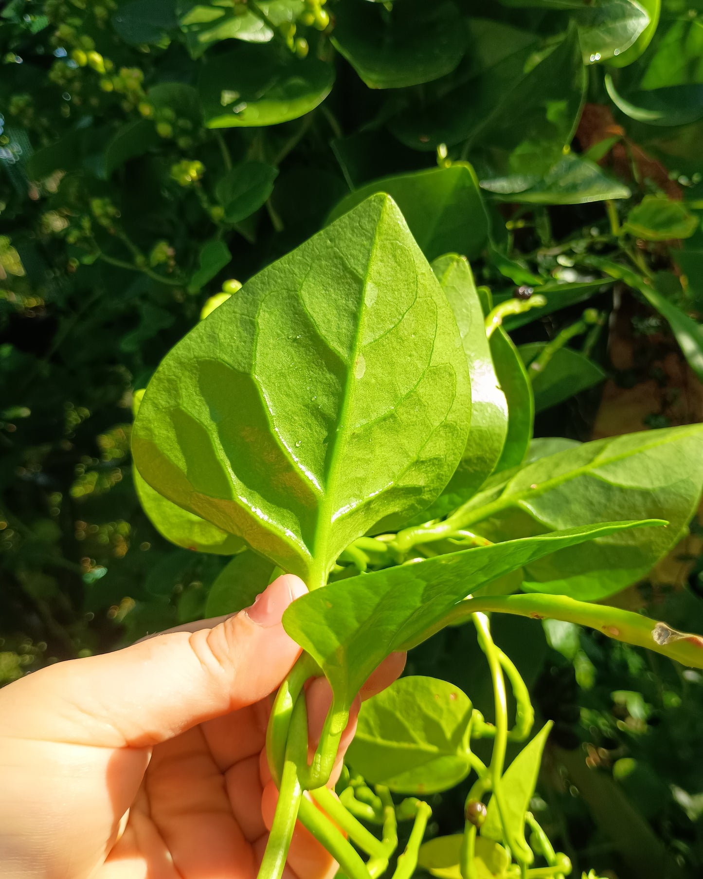 Basella alba ( Malabar Spinach )