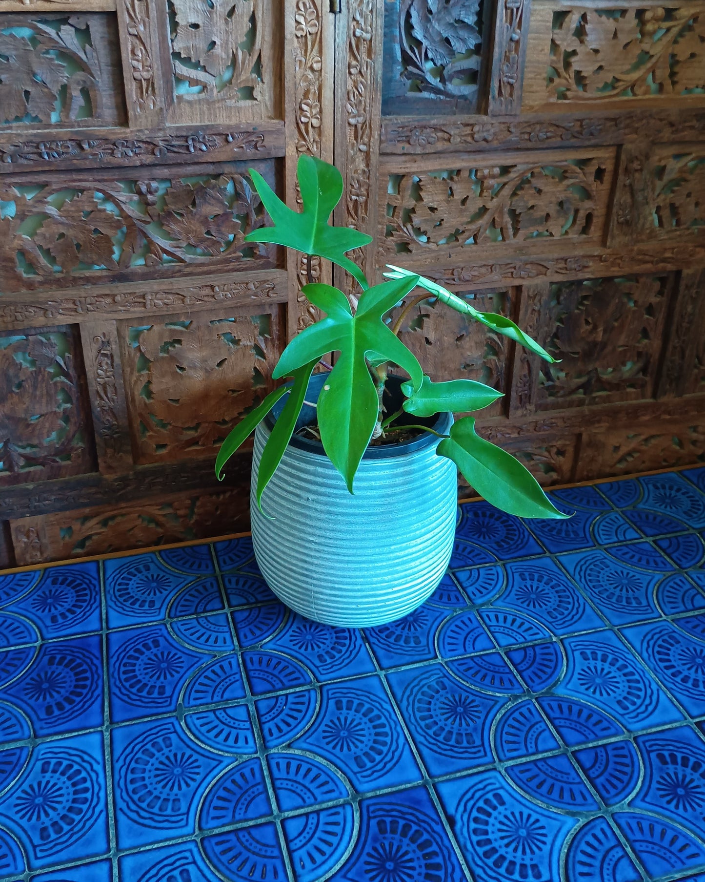 Philodendron Florida