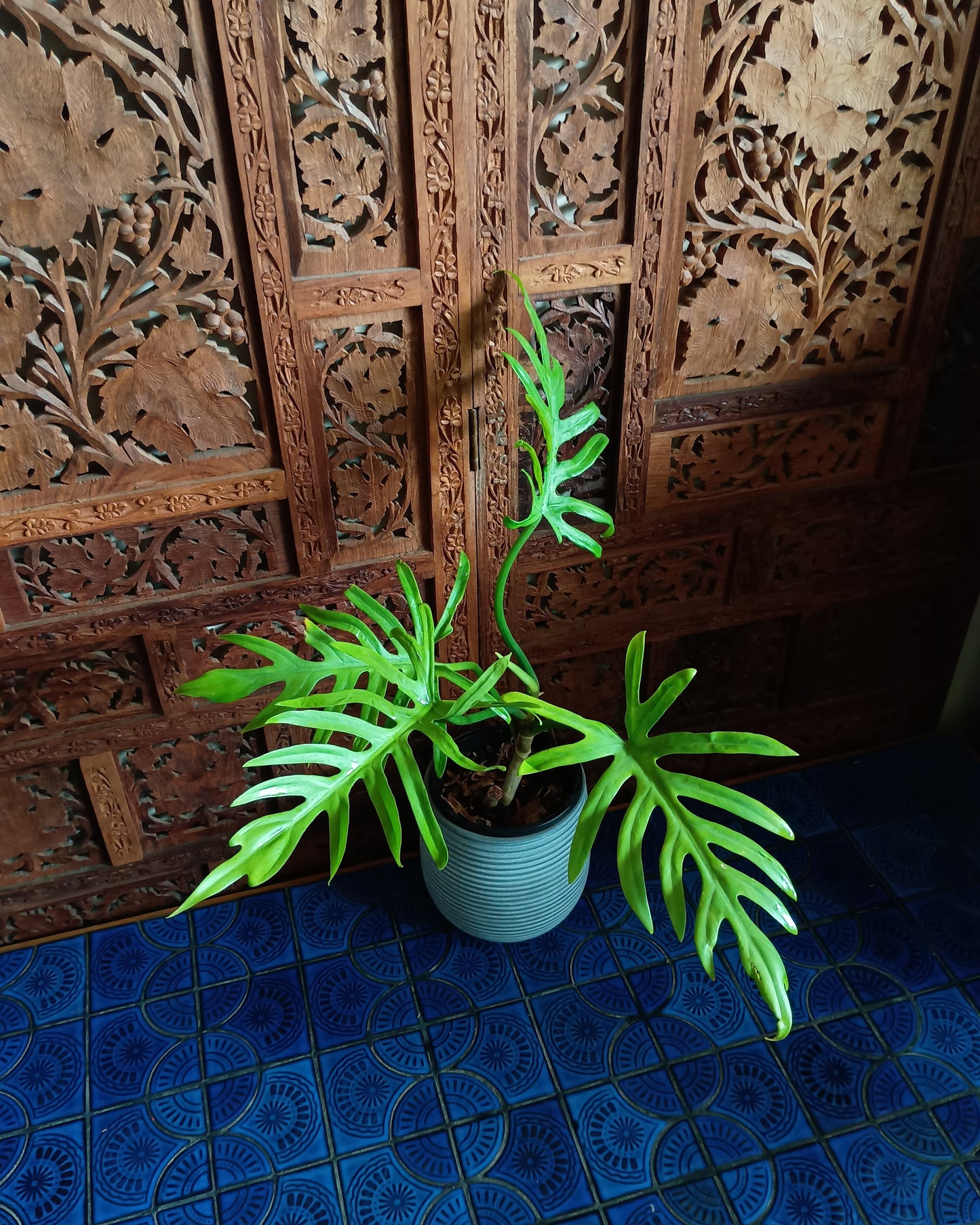 Philodendron Elegans 130single