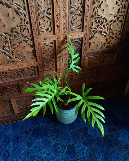 Philodendron Elegans 130single