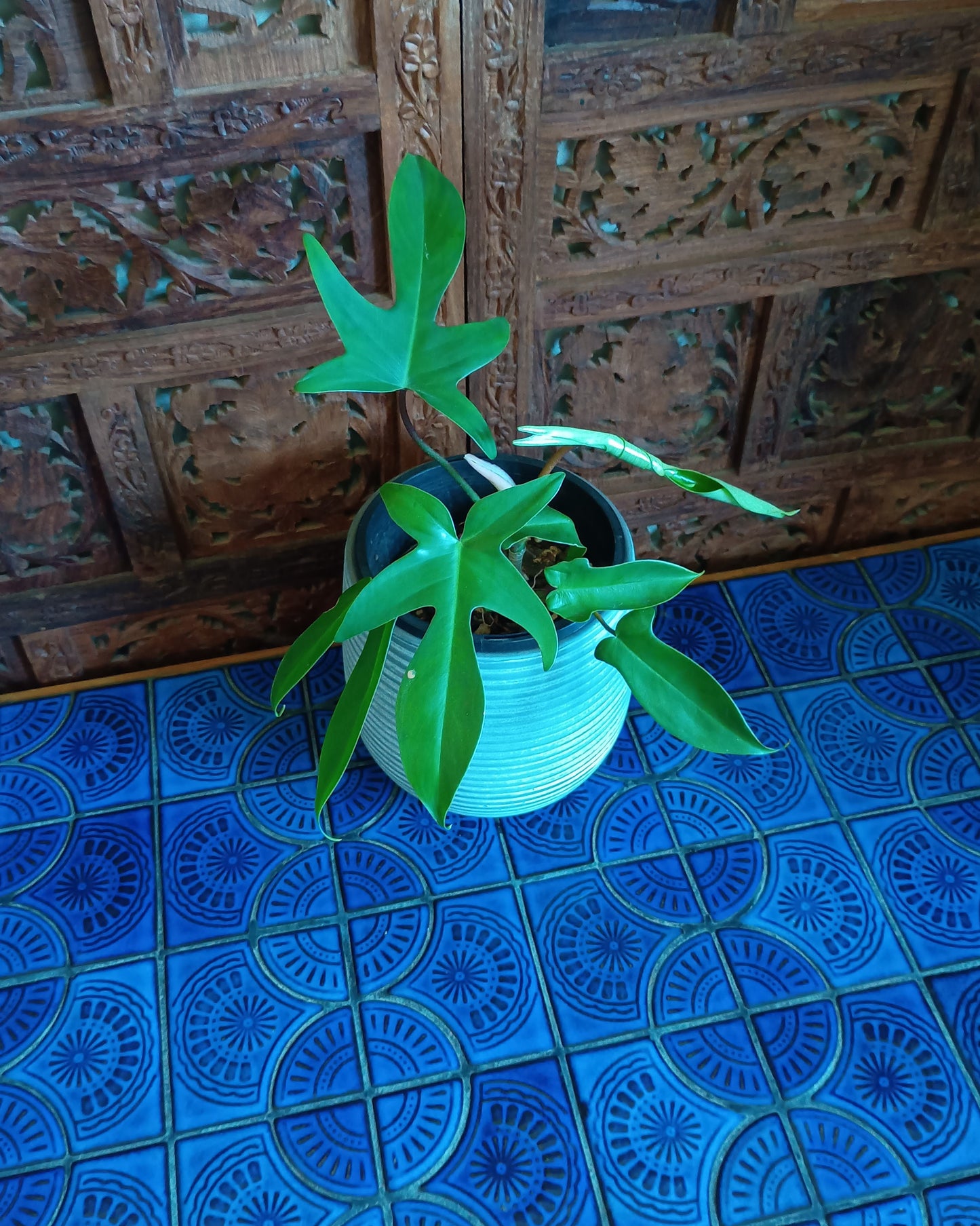Philodendron Florida