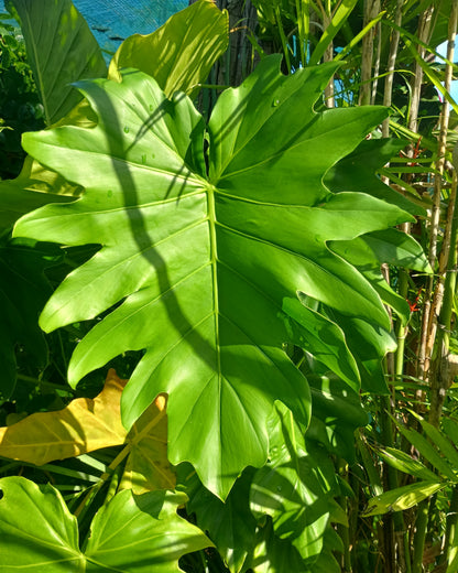🌱 Philodendron Lacerum