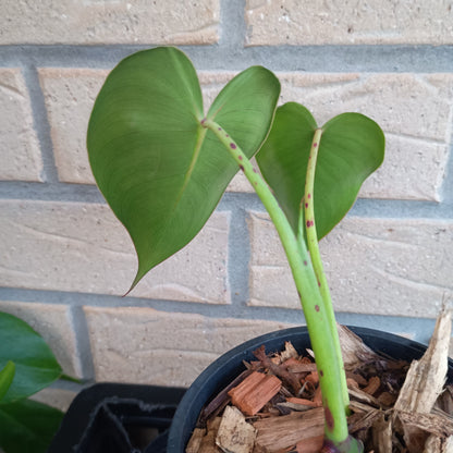 Philodendron Cordatum (NOT HEDERACEUM) #130A