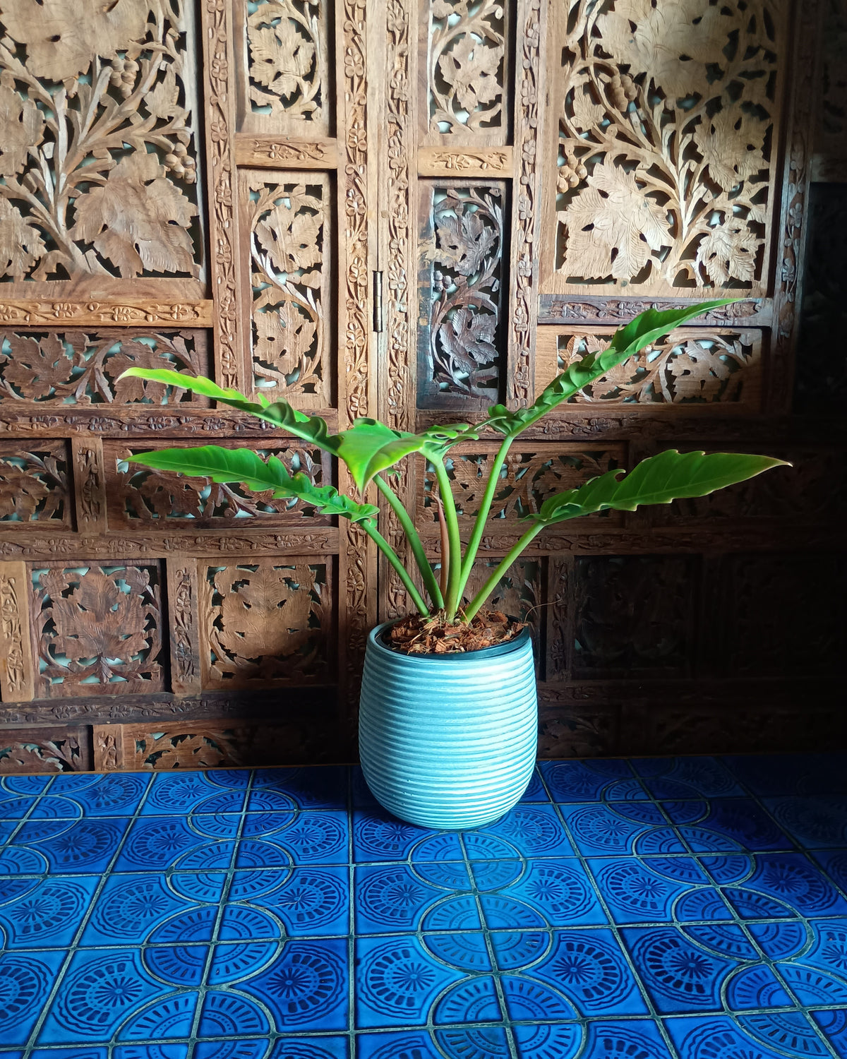 Philodendron Henderson's Pride