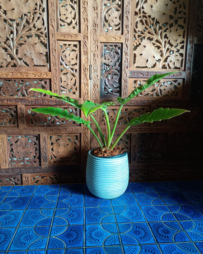 Philodendron Henderson's Pride