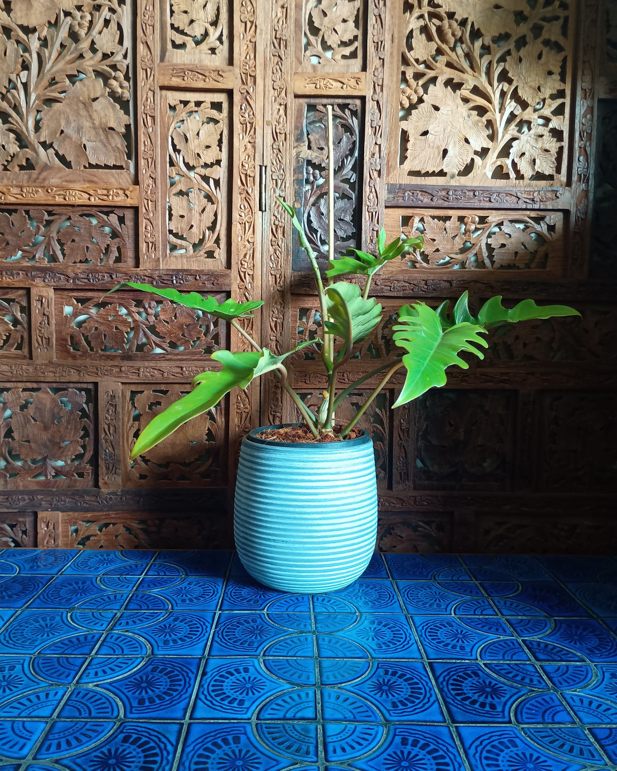 Philodendron Henderson's Delight