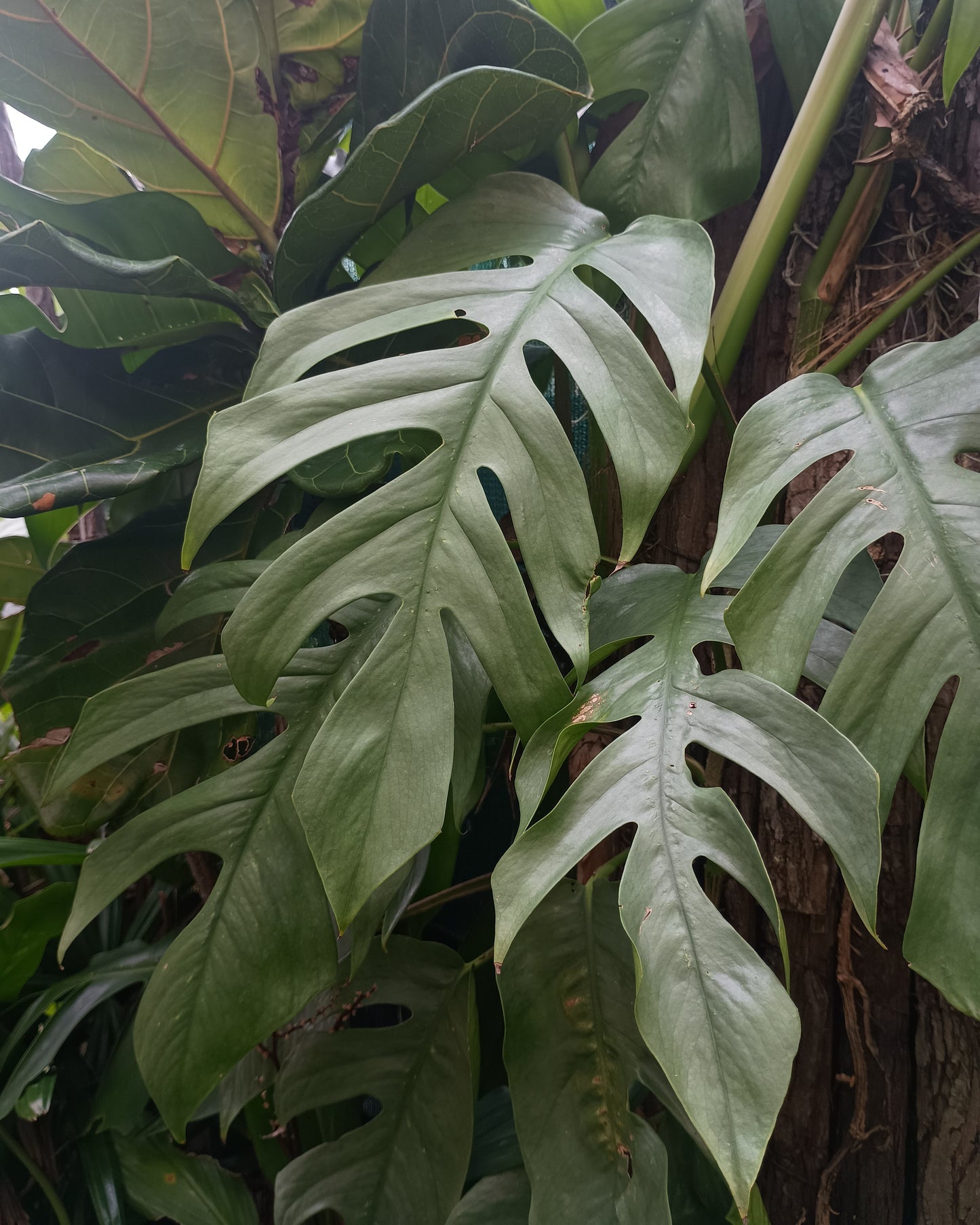 🌱 Epipremnum Cebu Blue