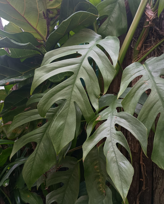 🌱 Epipremnum Cebu Blue