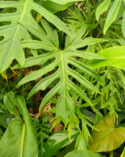 Philodendron Radiatum 130single