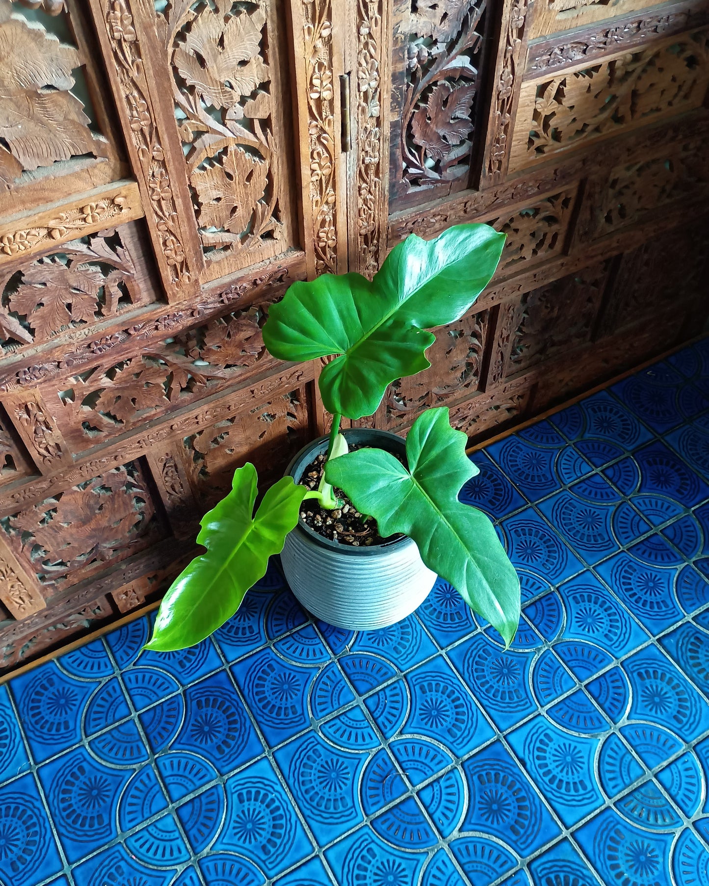 Philodendron Golden Dragon 130