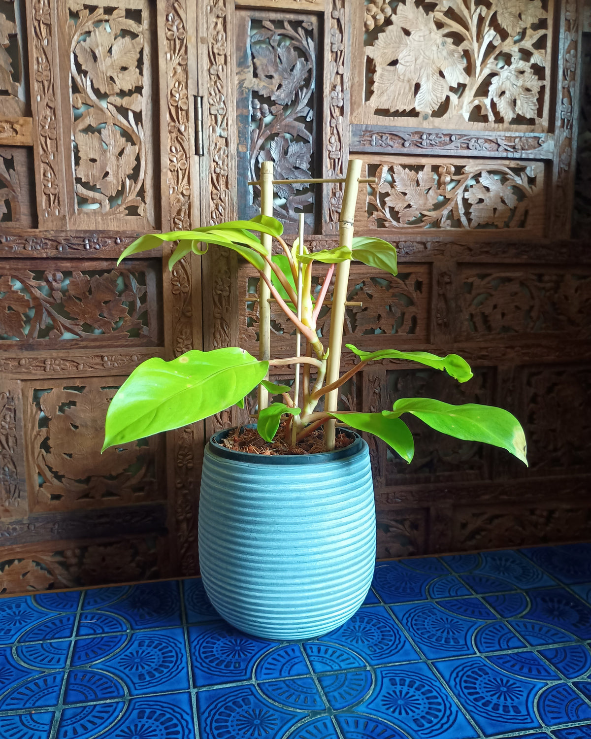 Philodendron Lemon Lime Large