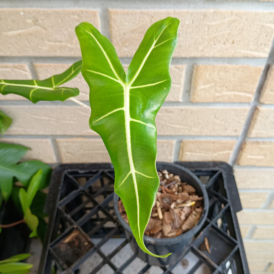 Alocasia Zebrina Sarian