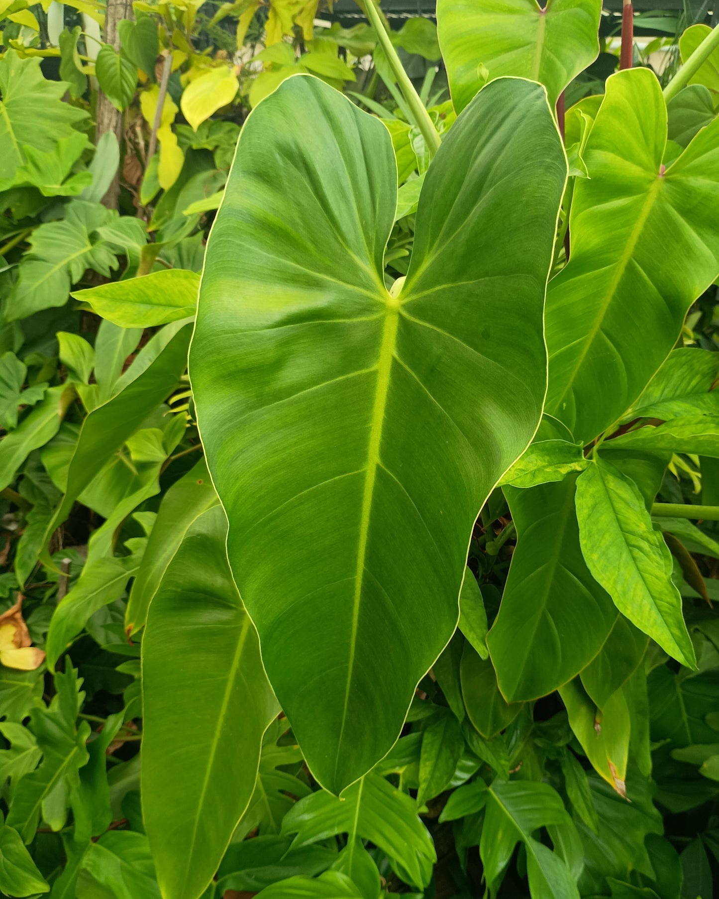 Philodendron Tuxtlanum 130single
