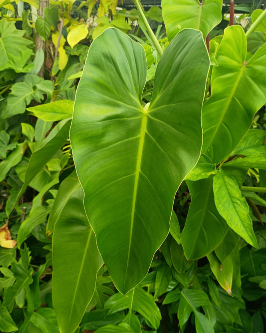 Philodendron Tuxtlanum 130single