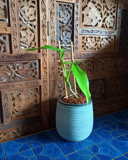Philodendron Tripartitum