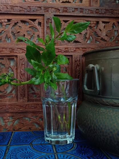 Gynura Bicolor aka Okinawa Spinach