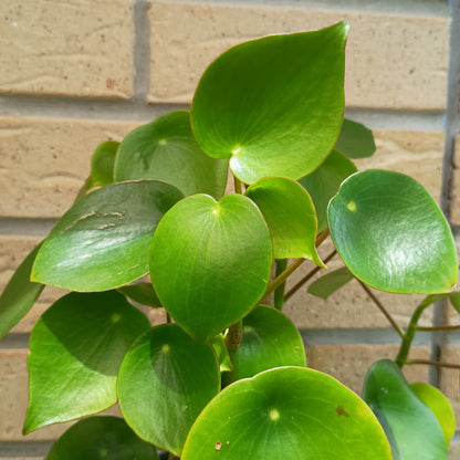 Peperomia Polybotrya