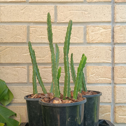 Stapelia Grandiflora