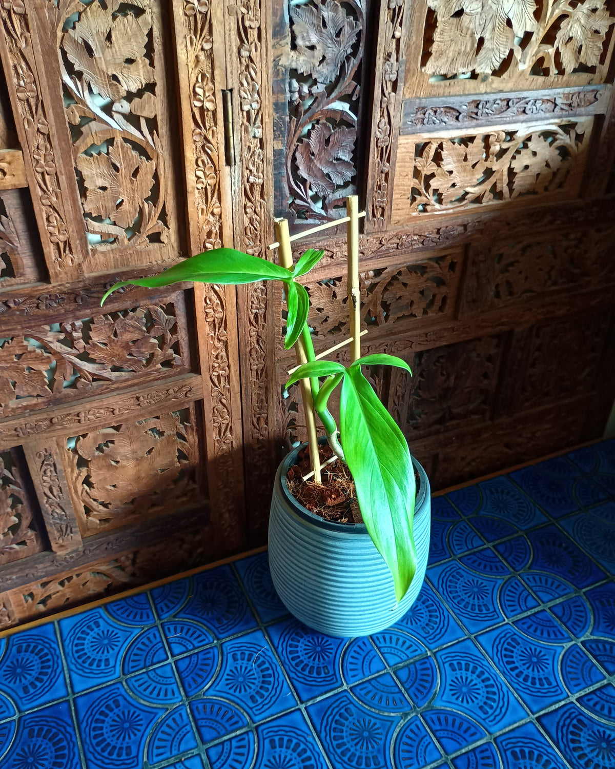 Philodendron Tripartitum