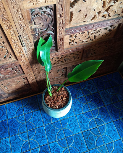 Philodendron Renauxii