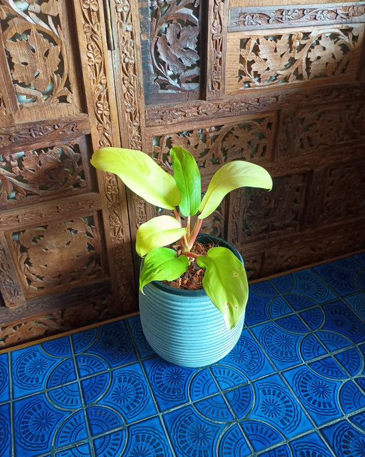 Philodendron Lemon Lime