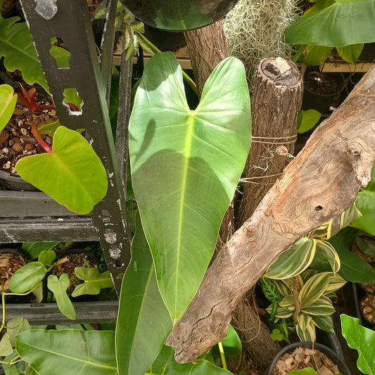 🌱 Philodendron Tuxtlanum