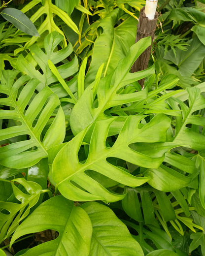 🌱 Epipremnum Pinnatum Mature