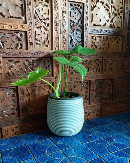 Philodendron Golden Dragon 130