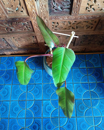 Philodendron Anderson's Red