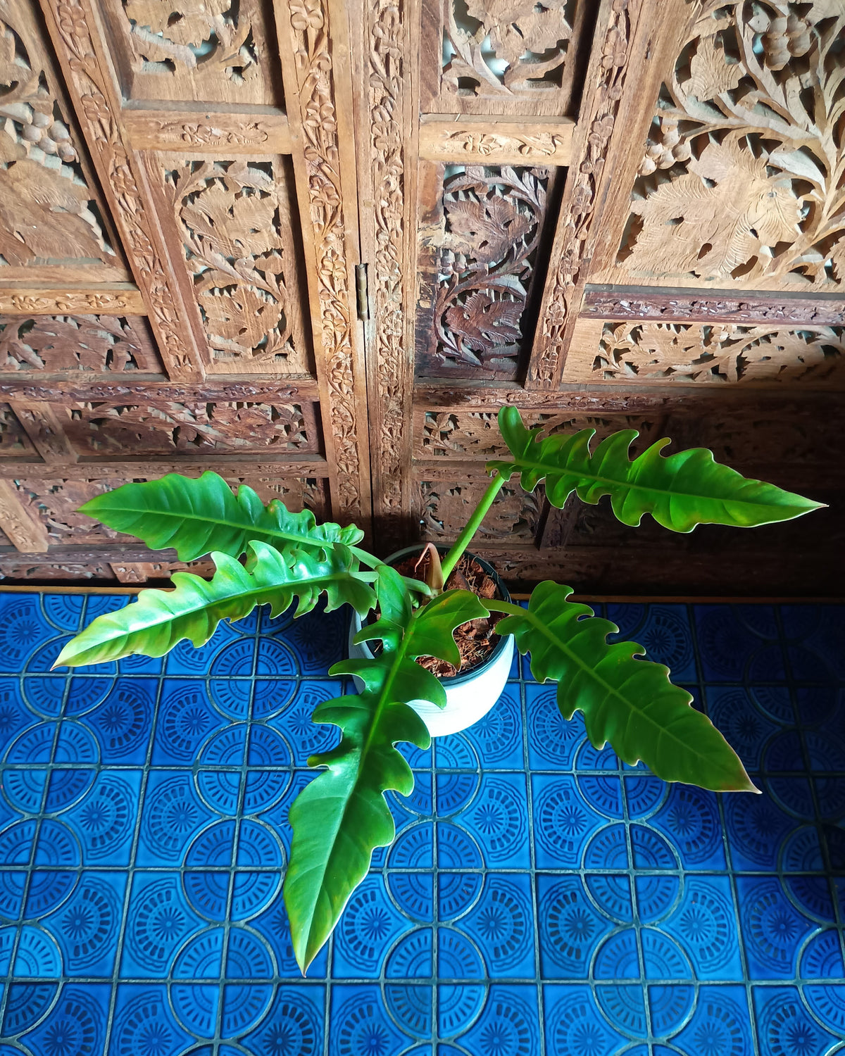 Philodendron Henderson's Pride