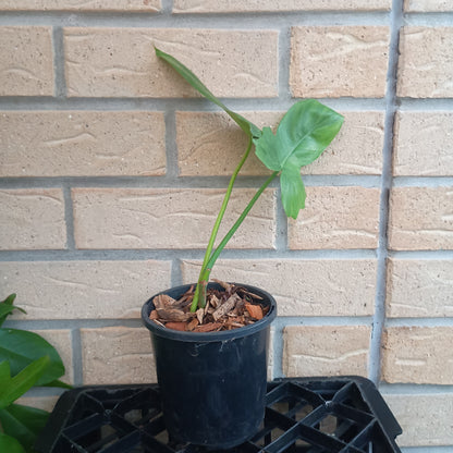 Philodendron Golden Dragon 130A