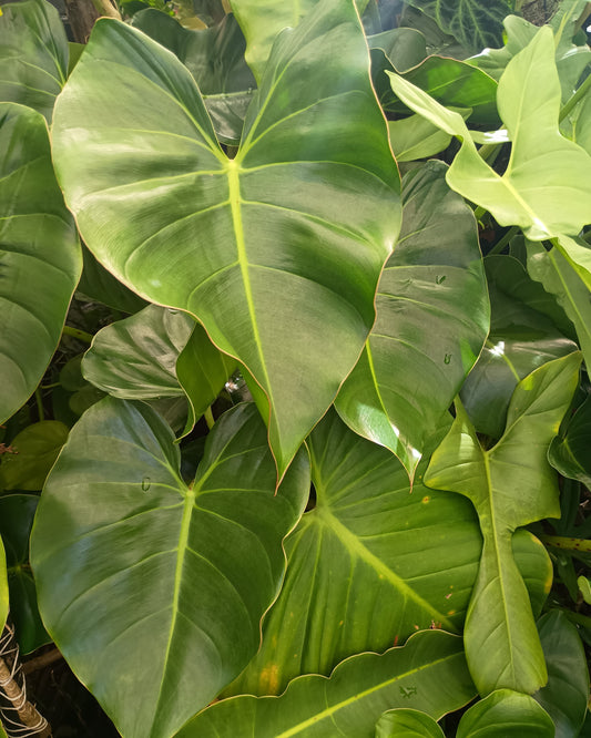 Philodendron Cordatum