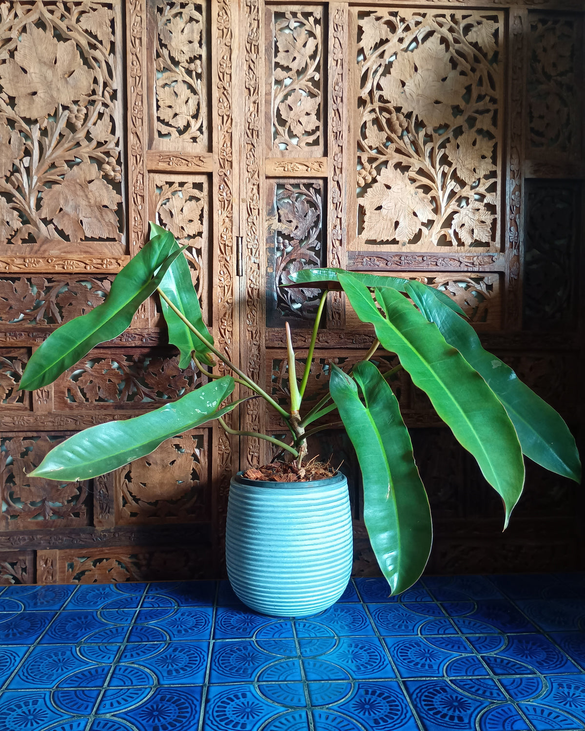 Philodendron Atabapoense Large