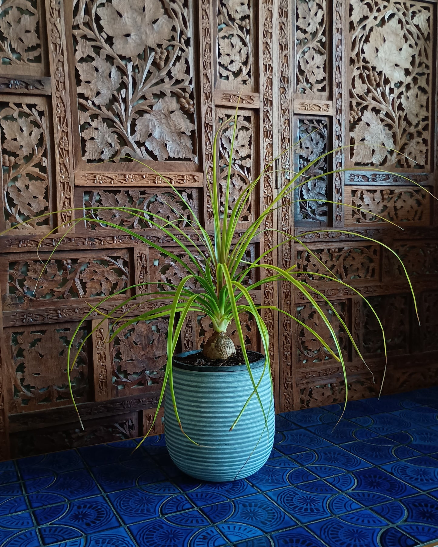 Beaucarnea Recurvata 130single