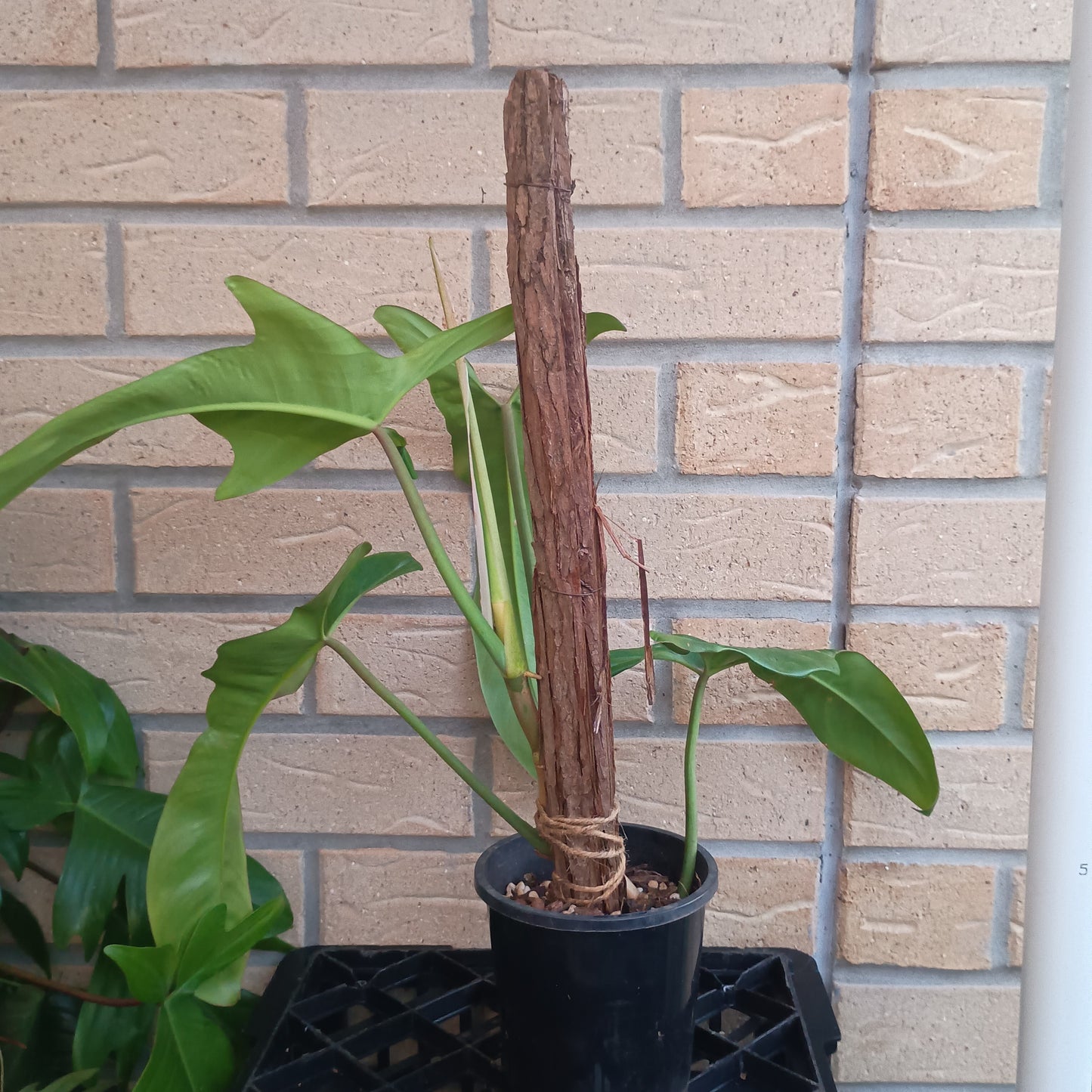 Philodendron Jerry Horne #130.500BT.A