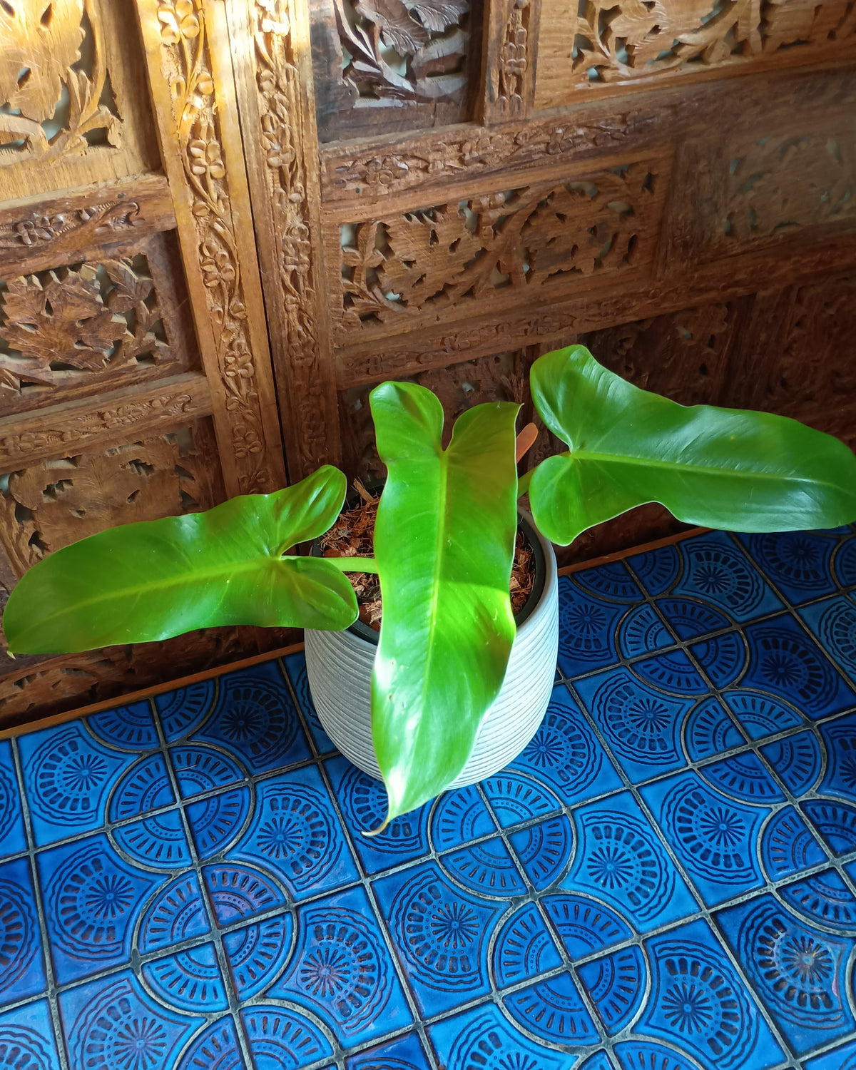 Philodendron Mexicanum