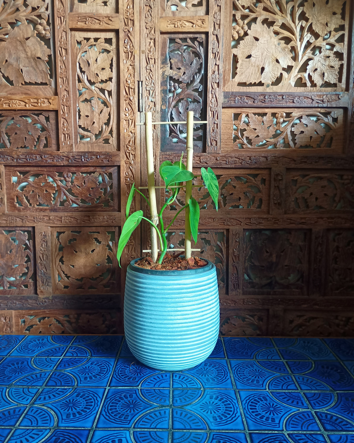 Philodendron Hederaceum var. Oxycardium Variegata