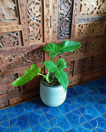 Philodendron Golden Dragon 130