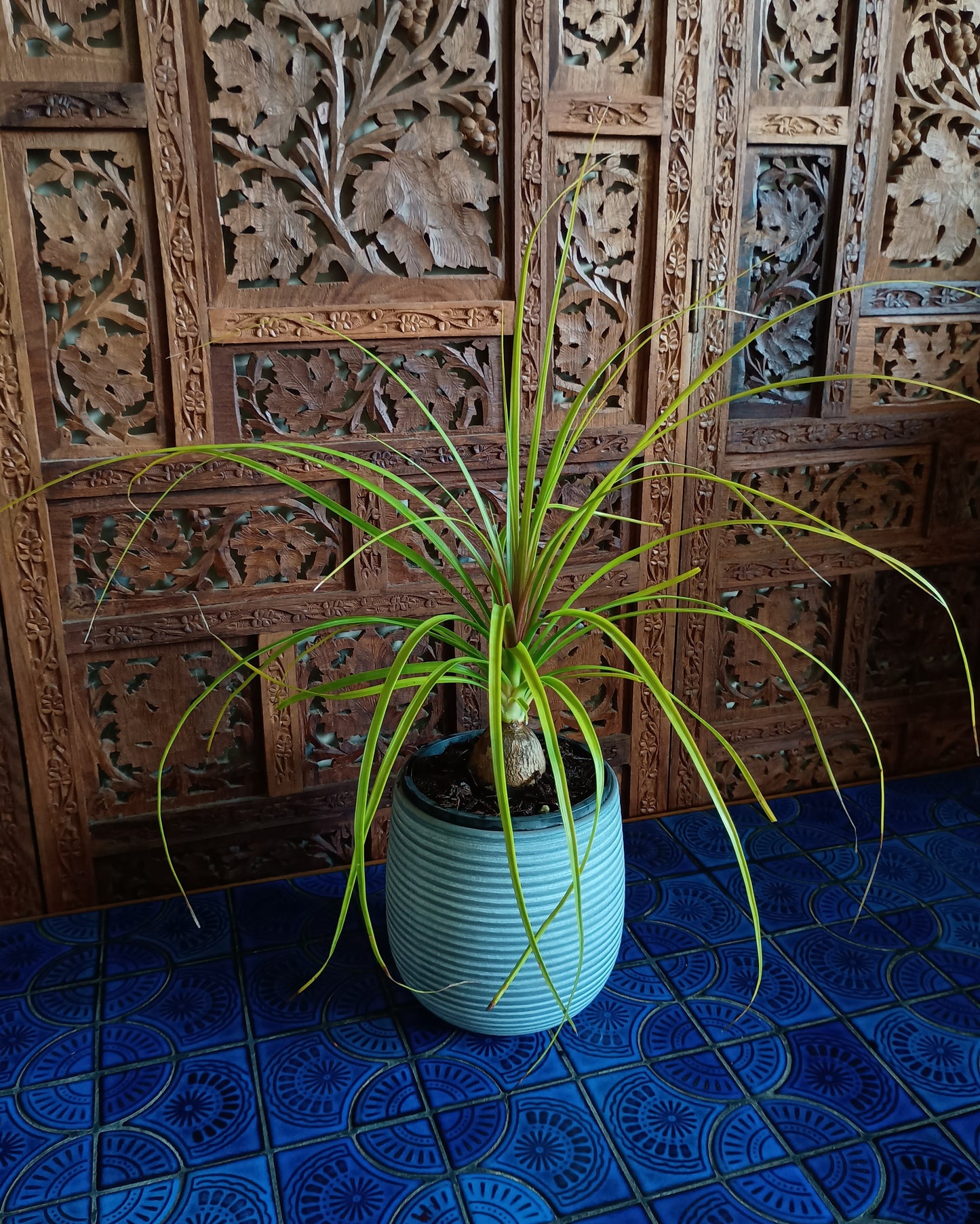 Beaucarnea Recurvata 130single