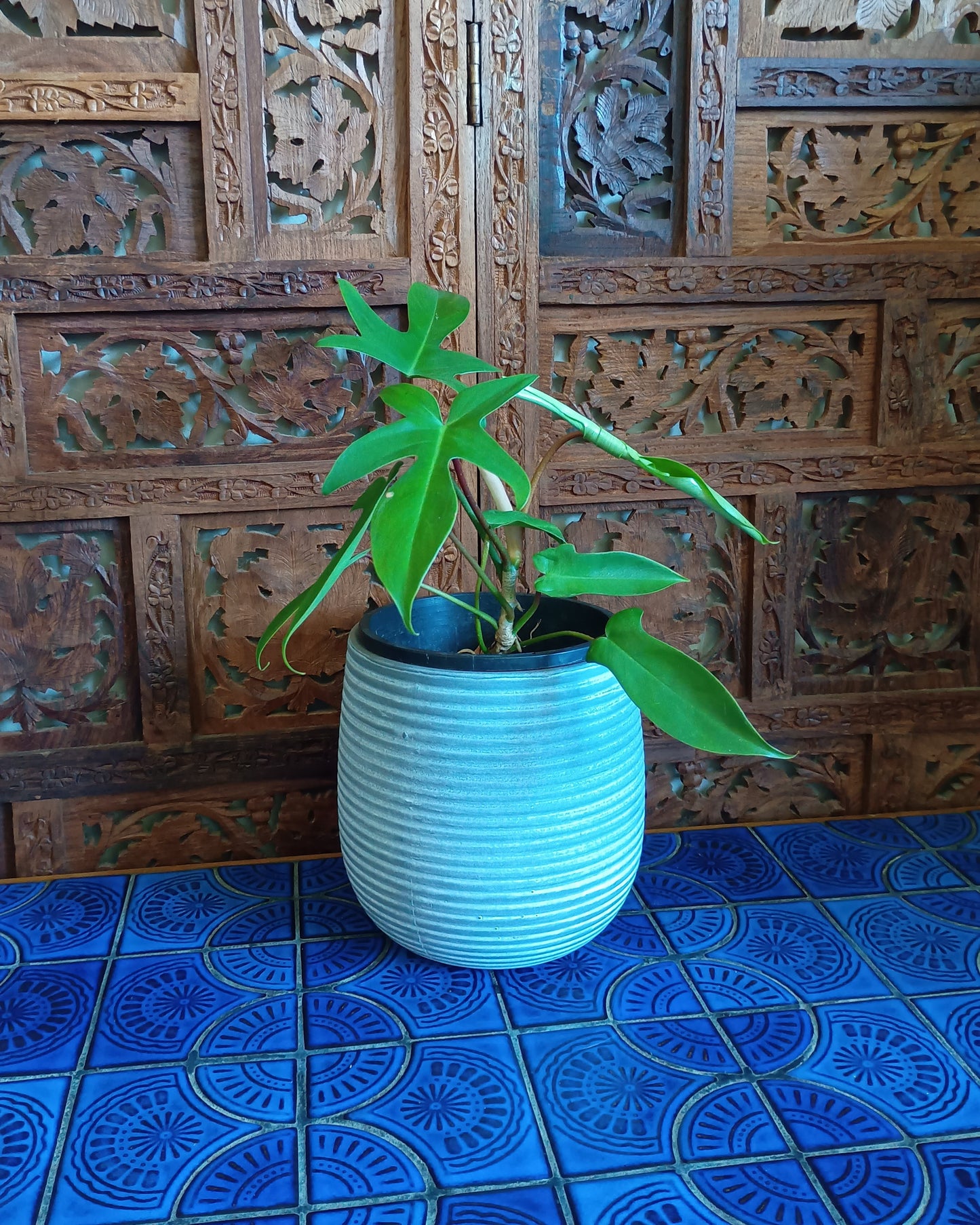 Philodendron Florida