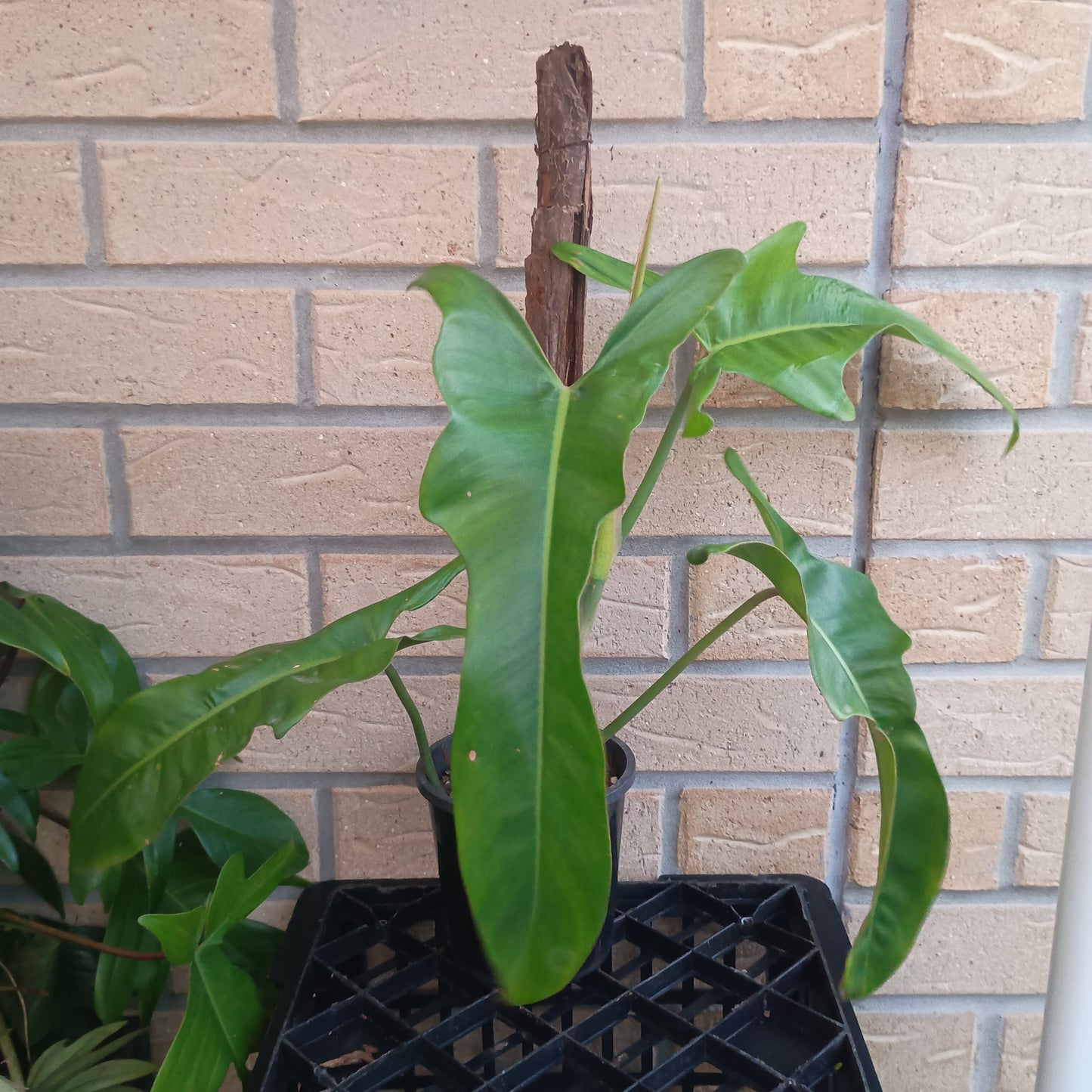 Philodendron Jerry Horne #130.500BT.A