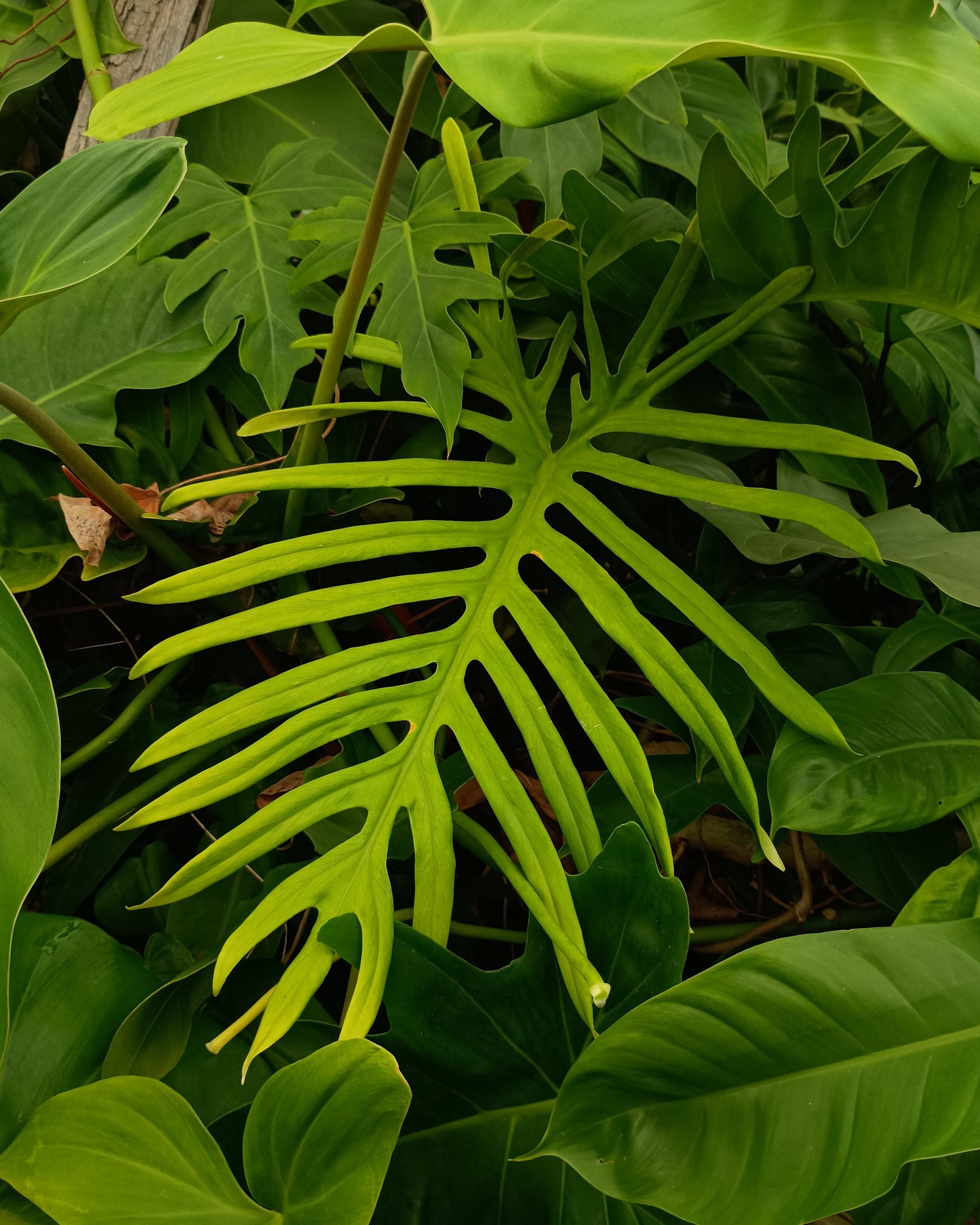 🌱 Philodendron Elegans