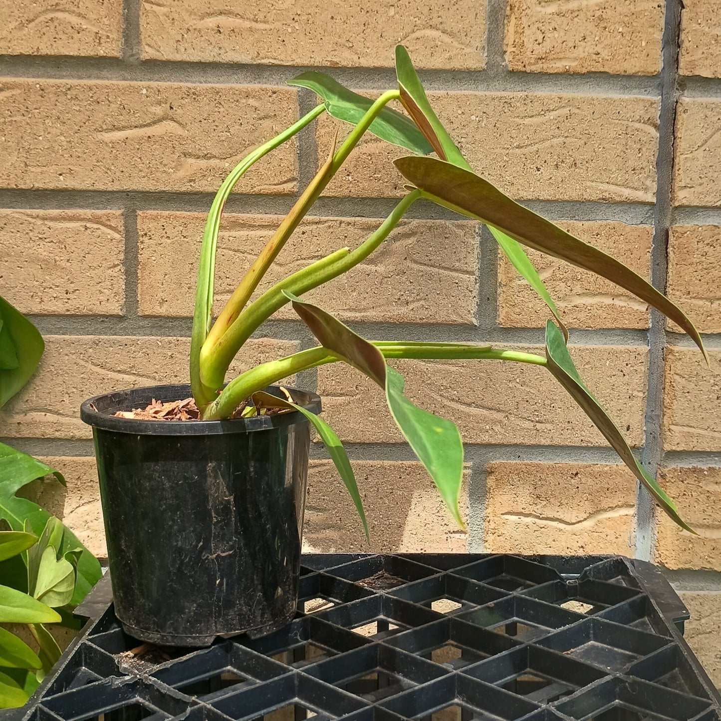 Philodendron Tuxtlanum