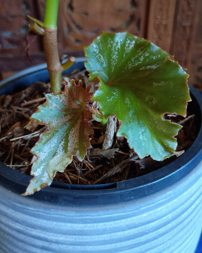 Begonia Irene Nuss
