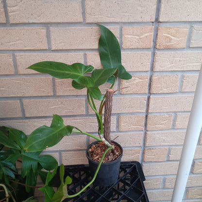 Philodendron Mexicanum 130.30ST.A